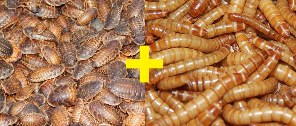 Alimento Vivo Para Reptiles Cerca De Mi